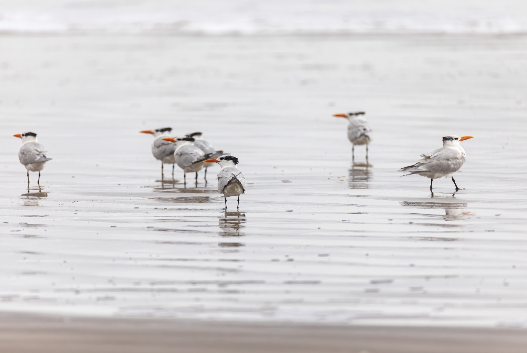 Royal Tern Port Aransas 2023